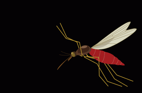 A spotlight on Zika: what it is, what it does, and why it matters