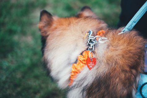 Therapy dogs return to campus