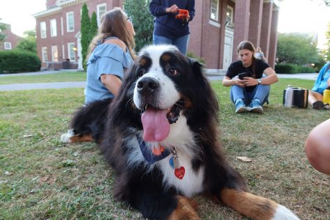 Pups for positivity