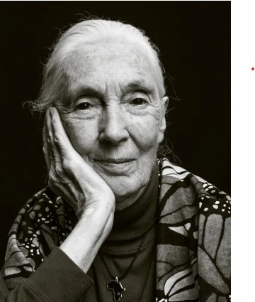Jane Goodall: Her achievements and lasting legacy
